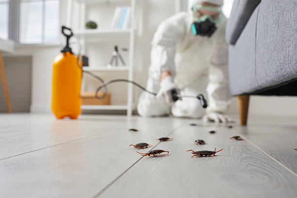 Commercial Rodent Management in Rock Creek